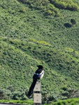 Magpie Moonsong