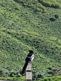 Magpie Moonsong