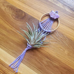 Airplant Hangers
